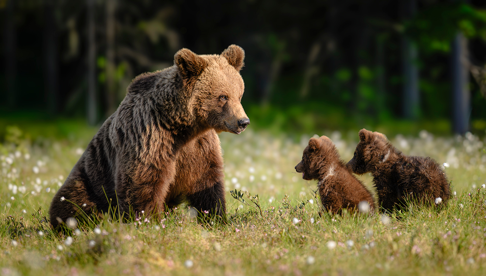 TODAYS LESSON IS STAY AWAY FROM THE HUMANS by Phil Drury